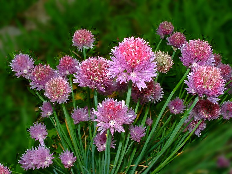 cultiver-des-herbes-aromatiques-en-intérieur